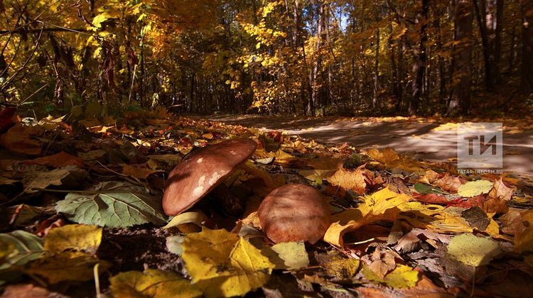 Осенний урожай: какие грибы собирать в лесах с сентября по ноябрь