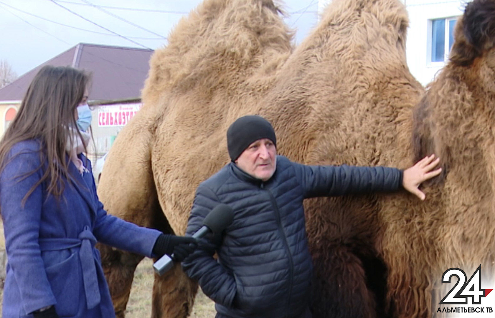 Альметьевцы обеспокоились условиями содержания верблюда в передвижном зоопарке
