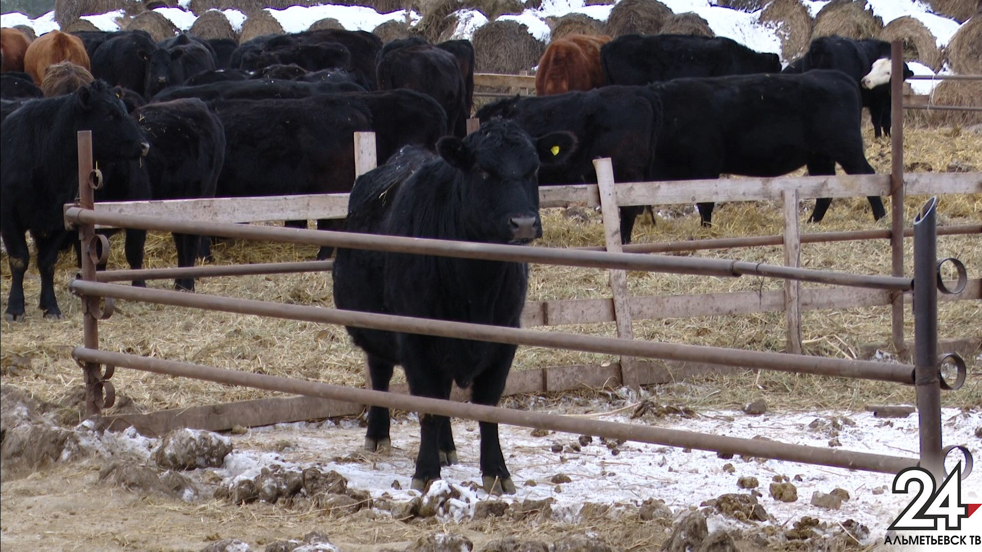 В гостях у символа 2021 года: на одной из ферм Альметьевского района живут абердин-ангусские быки