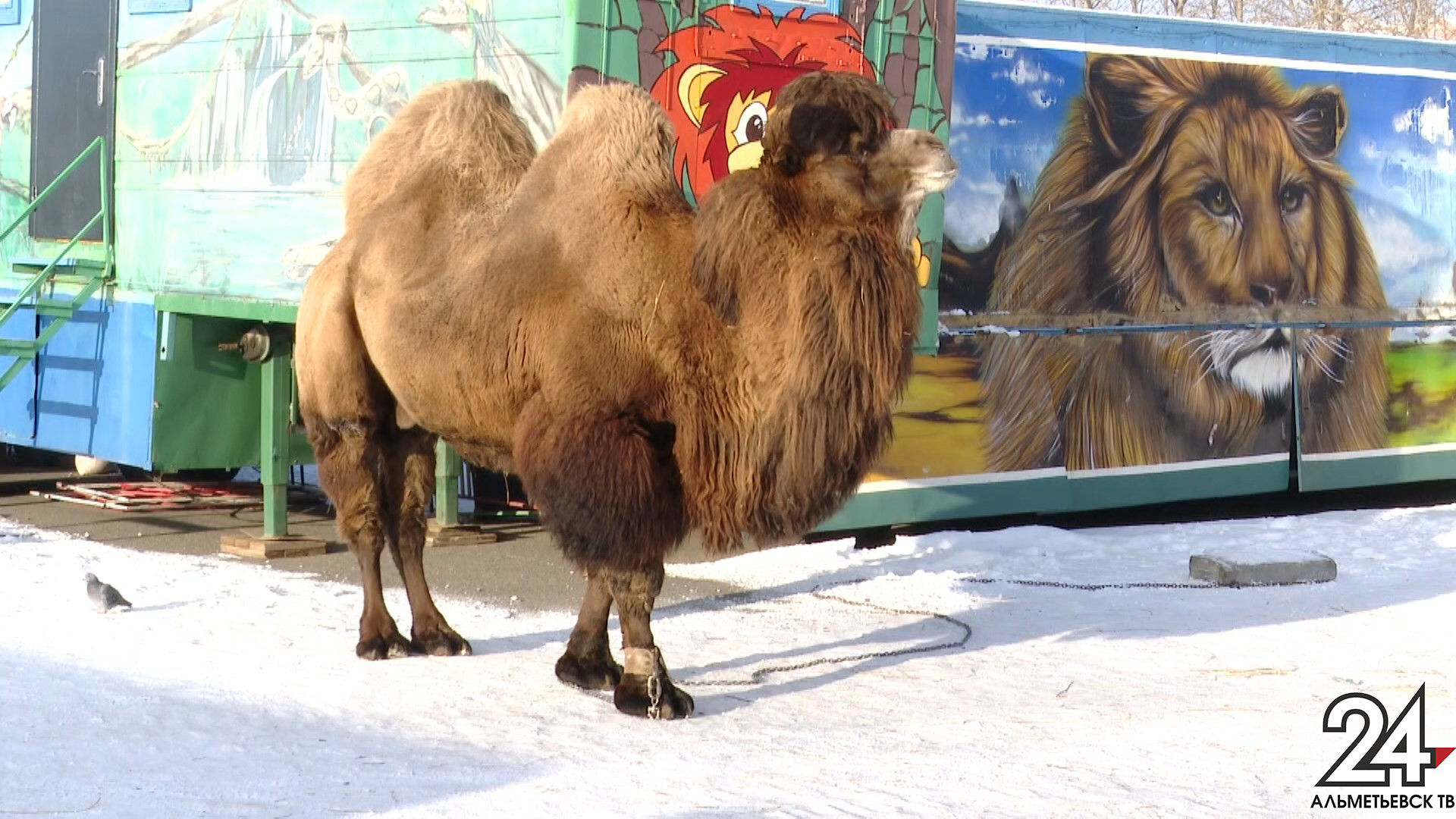 Сотрудникам зоопарка запретили выгуливать верблюда на улицах Альметьевска