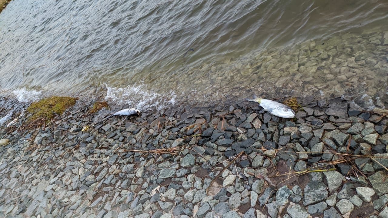 На берегу городского озера в Альметьевске обнаружили мертвых рыб и утку