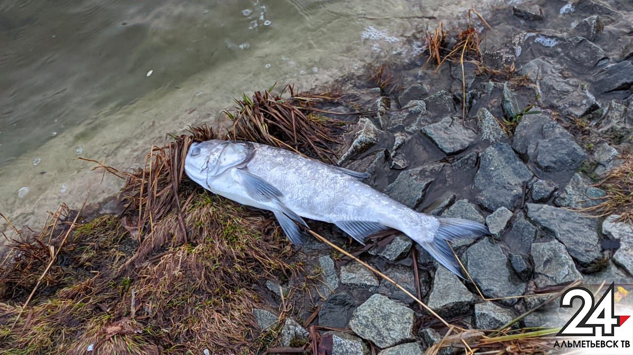 Экологи разбираются в причинах мора рыбы на городском озере в Альметьевске