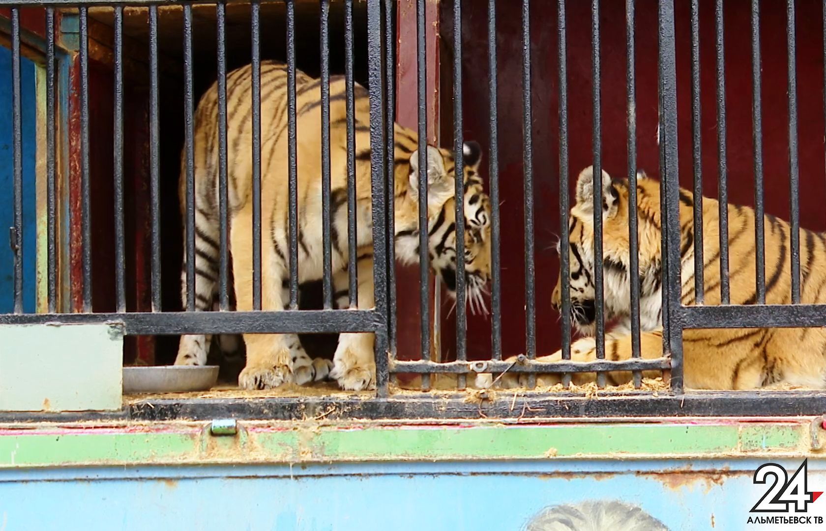 Тимур Нагуманов взял под свой контроль ситуацию с застрявшим в Альметьевске зоопарком