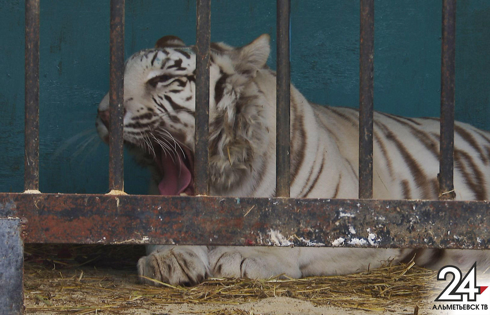 Белая бенгальская тигрица Майя из передвижного зоопарка в Альметьевске родила трех тигрят