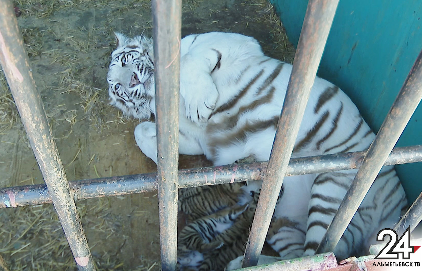 Передвижной зоопарк показал новорожденных тигрят, родившихся в Альметьевске