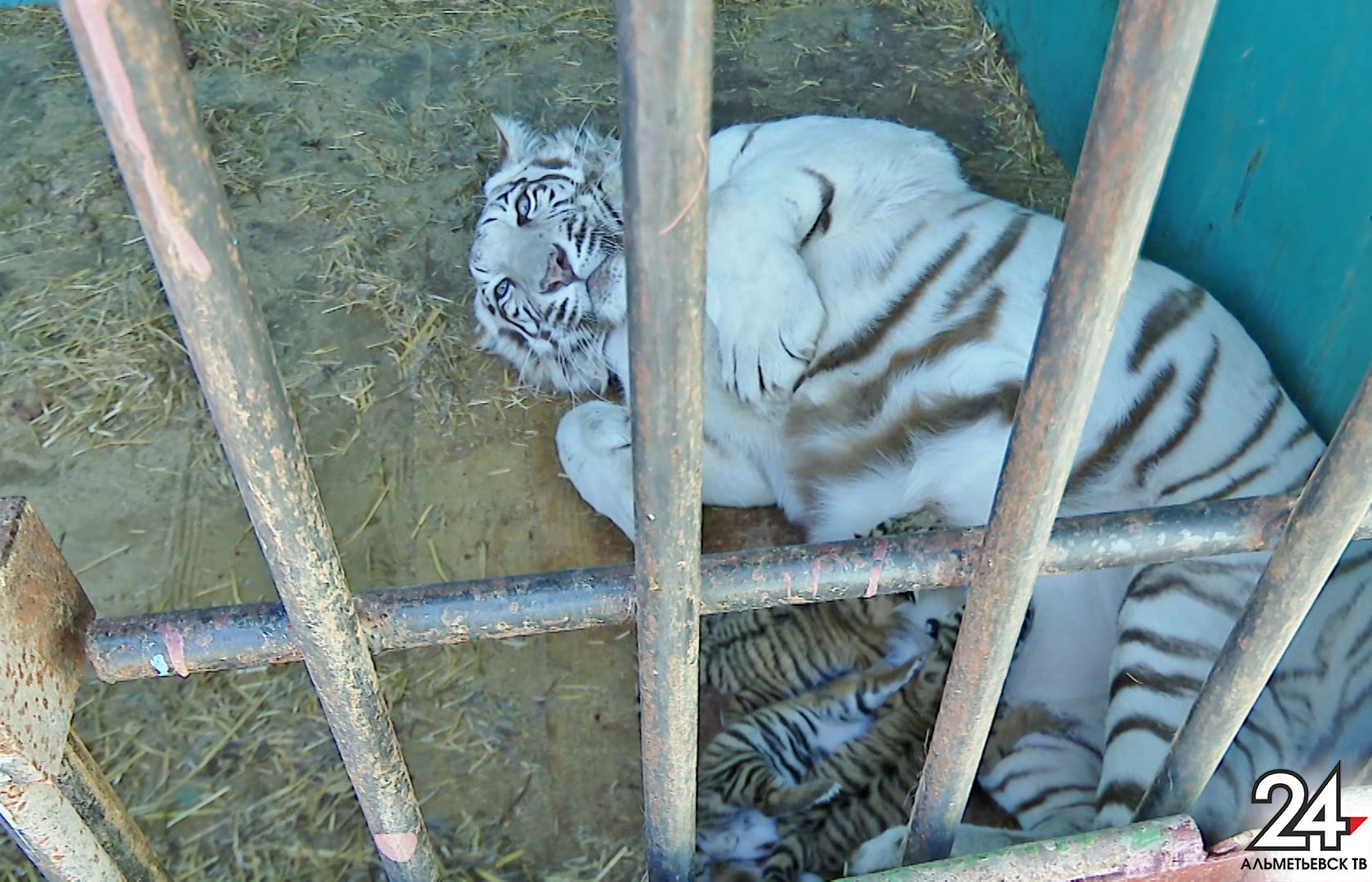 Бенгальская Майя, родившая тигрят в Альметьевске, заставила понервничать сотрудников зоопарка
