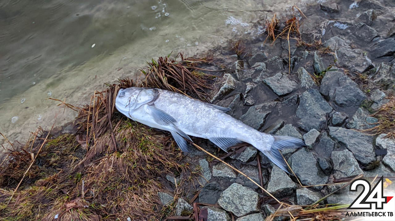 Экологи прокомментировали ситуацию с гибелью рыбы на озере в Альметьевске