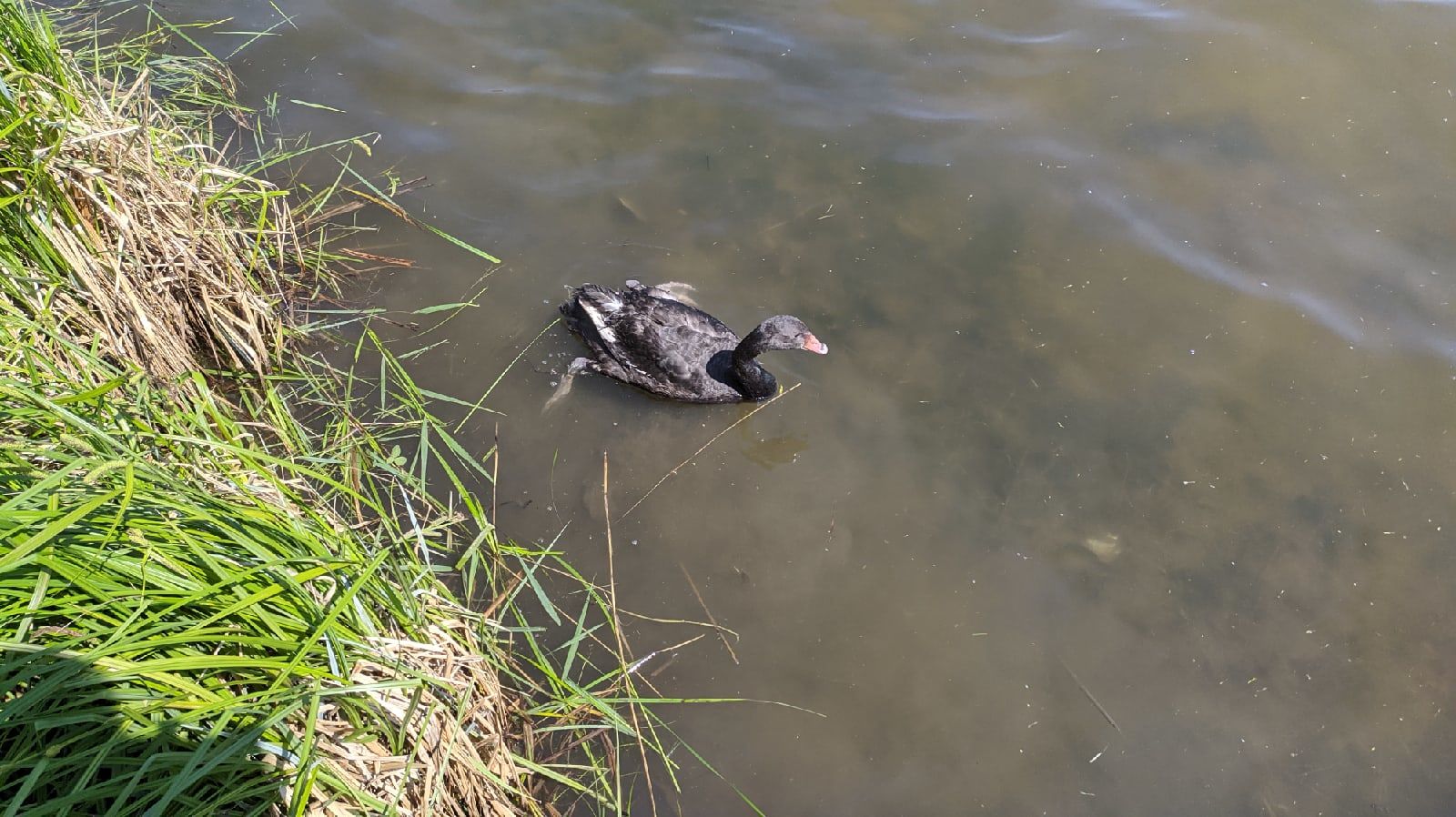 В Альметьевске птенца черного лебедя с каскада прудов переселили на городское озеро
