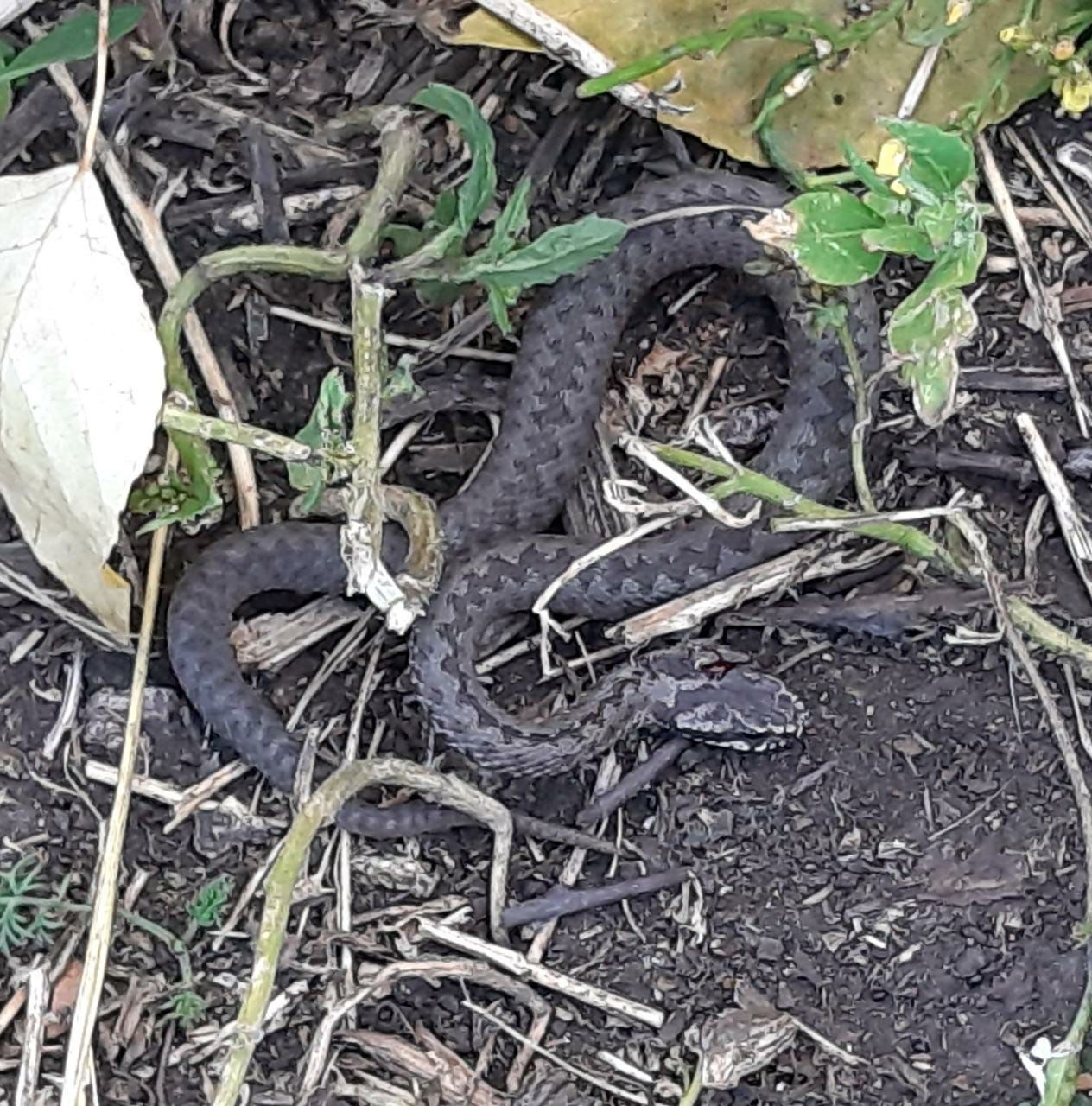 В Нижней Мактаме дети обнаружили змею у себя во дворе