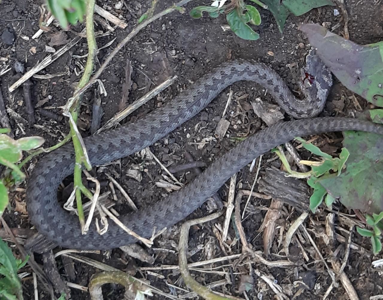 Змея, которую нашли дети в Нижней Мактаме, оказалась ядовитой