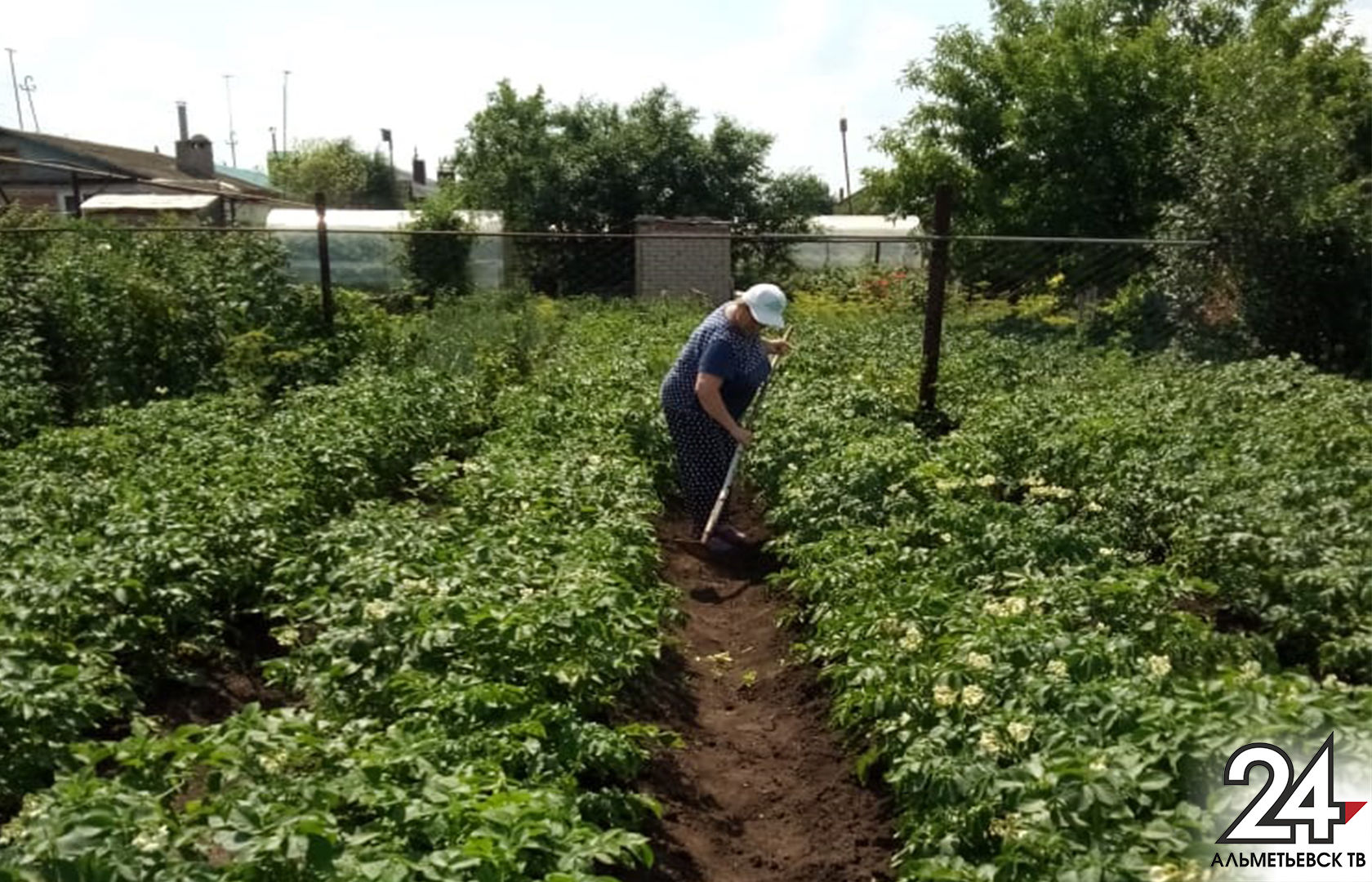 Советы опытного огородника: как уберечь картошку от жука без ядов