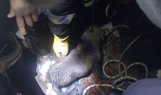 Житель Татарстана провалился в колодец, спасая щенка
