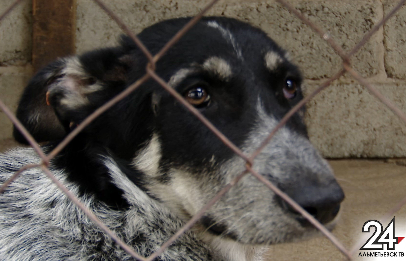 Бездомных собак в Альметьевске бесплатно вакцинируют, стерилизуют и чипируют