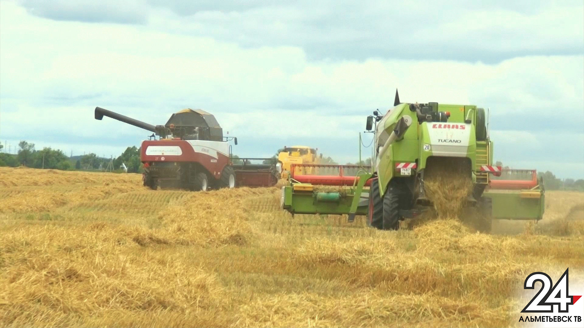 В Альметьевском районе намолочено более 22 тысяч тонн зерна нового урожая