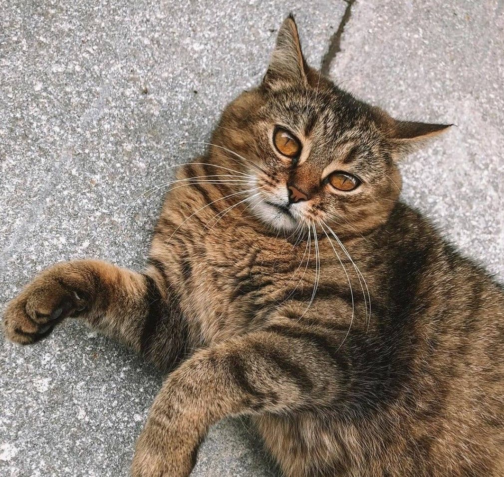 Знаменитая альметьевская кошка Альма обрела дом
