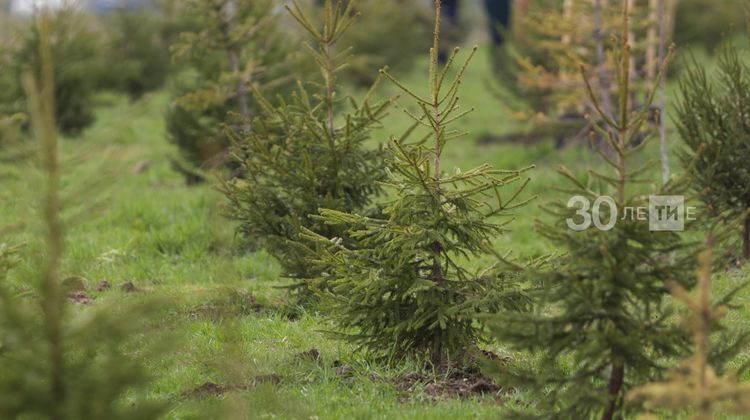 Благодаря акции «Сохраним лес» в Татарстане посадят свыше 1 млн саженцев деревьев