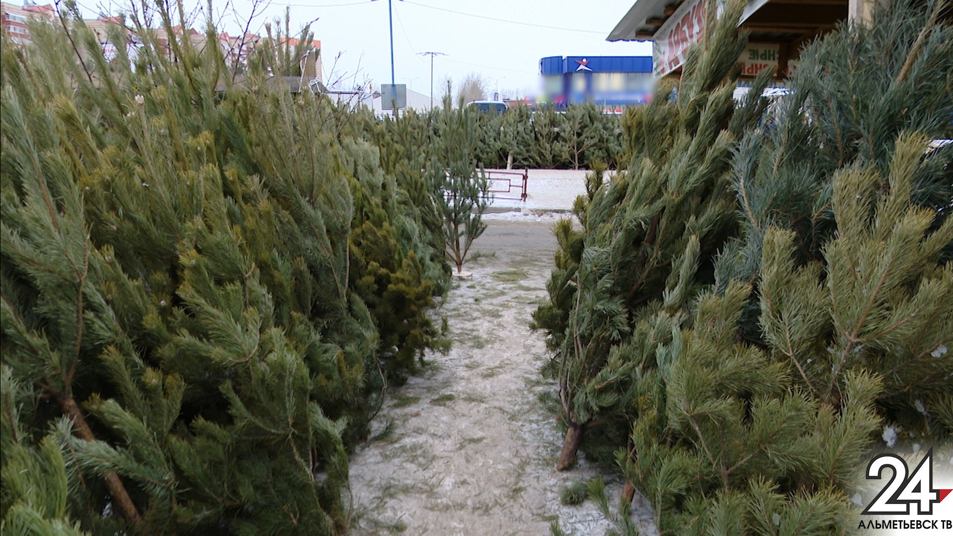 В Альметьевске с 14 января начнут собирать новогодние елки на корм животным