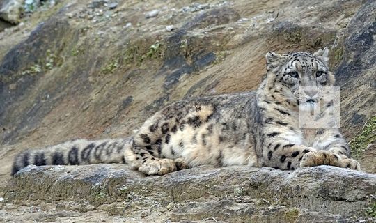 В Центре по изучению редких видов кошек в Татарстане хотят вывести чистый геном барса