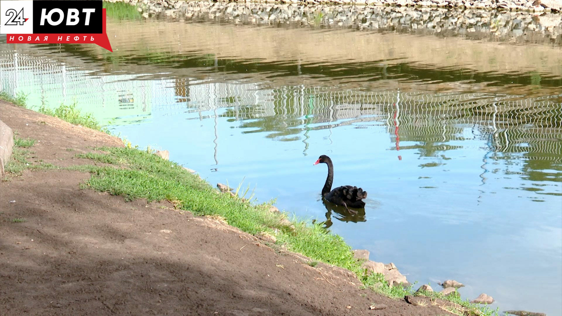 В Альметьевске по вине строительной организации загрязняется водоем в парке «Каскад прудов»