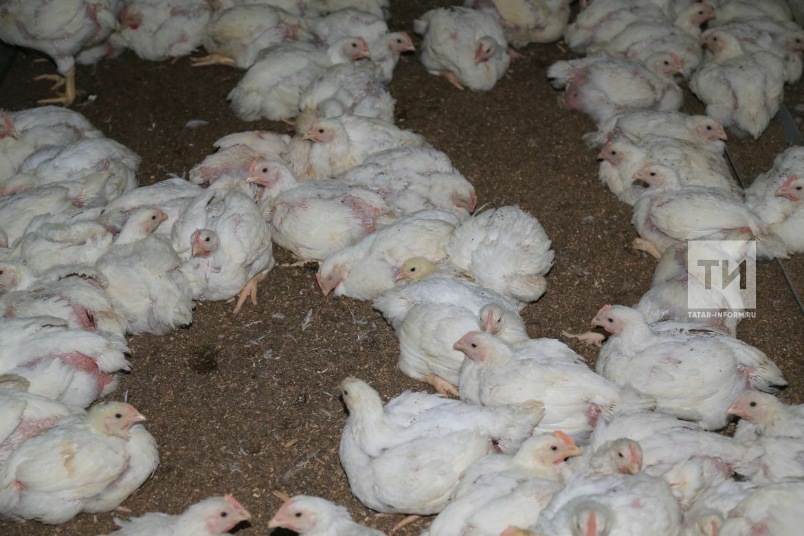 В одном из районов Татарстана из-за инфекции уничтожат всю домашнюю птицу
