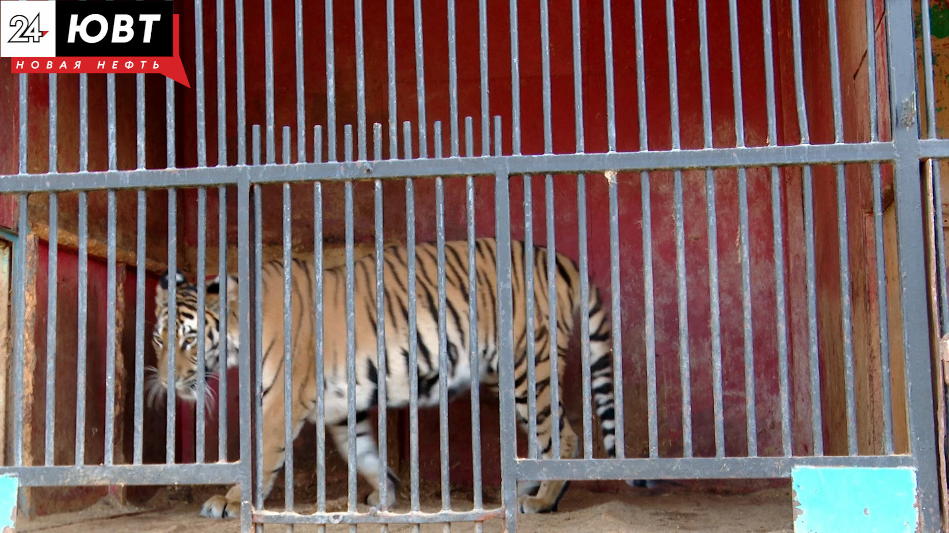 В Бугульминском районе выявлены нарушения в работе передвижного зоопарка