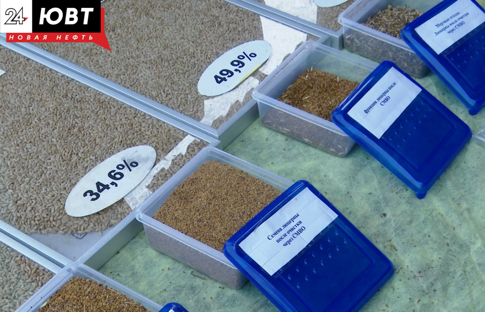 В Альметьевском районе аграрии в новом сезоне испытают экспериментальный сорт пшеницы