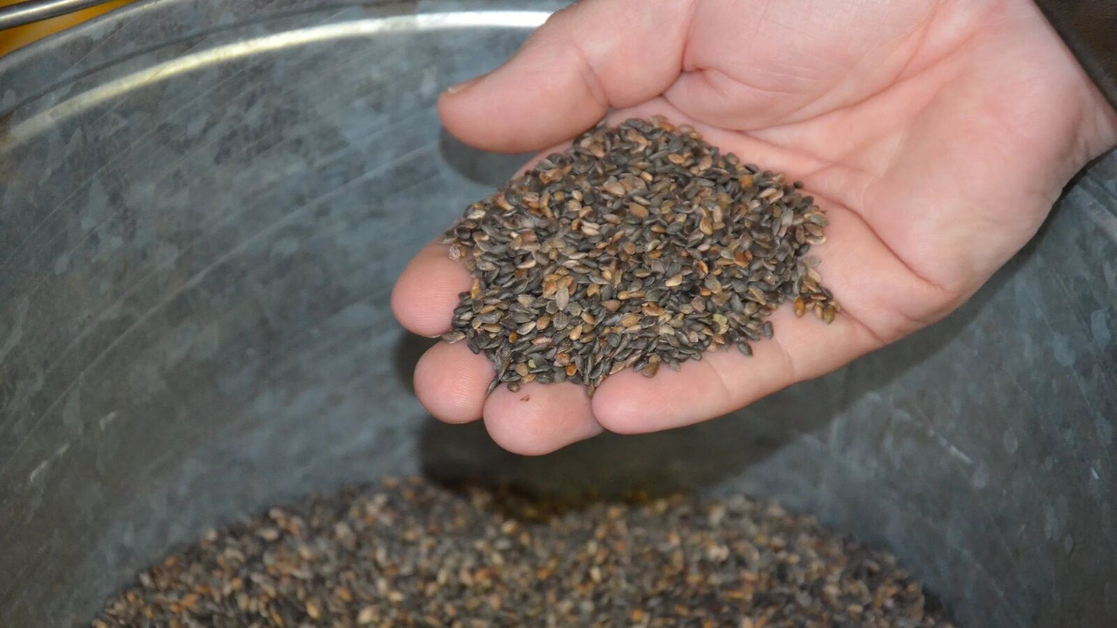 В Татарстане заготовили 234 кг семян сосны и ели