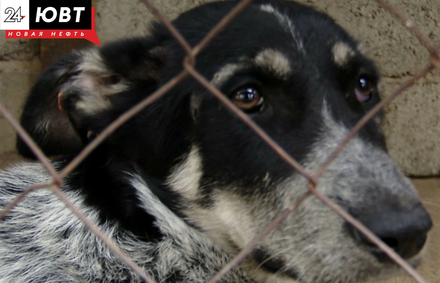 Специалист объяснила, как происходит отлов собак в Альметьевске