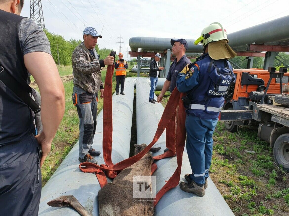 В Челнах лосенок застрял в трубах теплотрассы