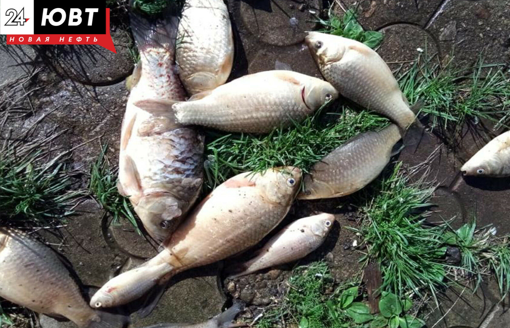 В Татарстане спрогнозировали богатый рыбный год