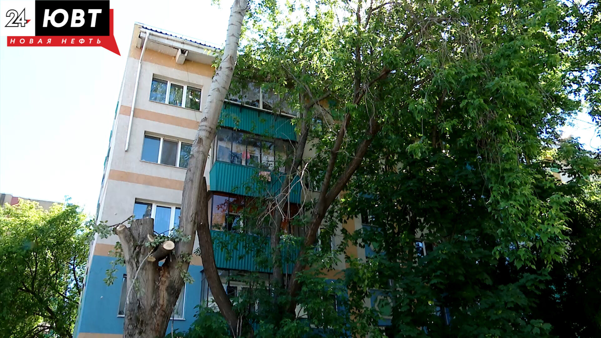 Альметьевцы не согласны с вырубкой деревьев ради новых тротуаров во дворе