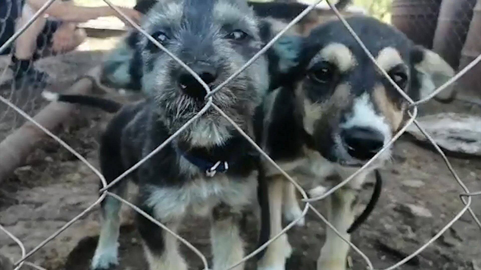 Синих щенков, которых нашли в Альметьевске, взяли на передержку