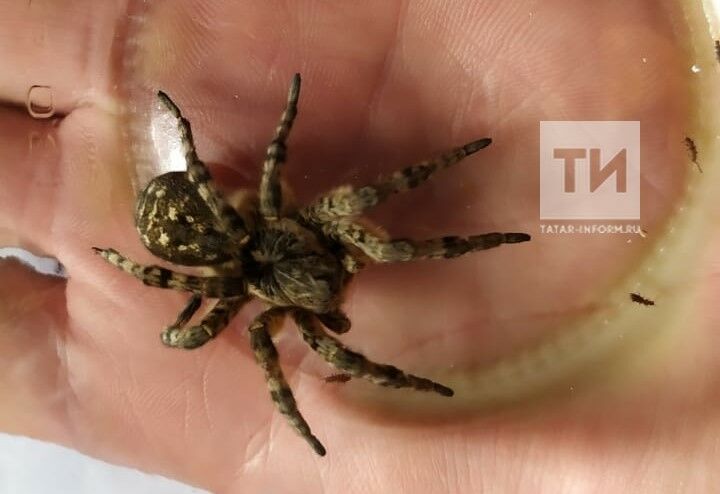 В Бавлинском районе обнаружили новое место обитания ядовитого южнорусского тарантула