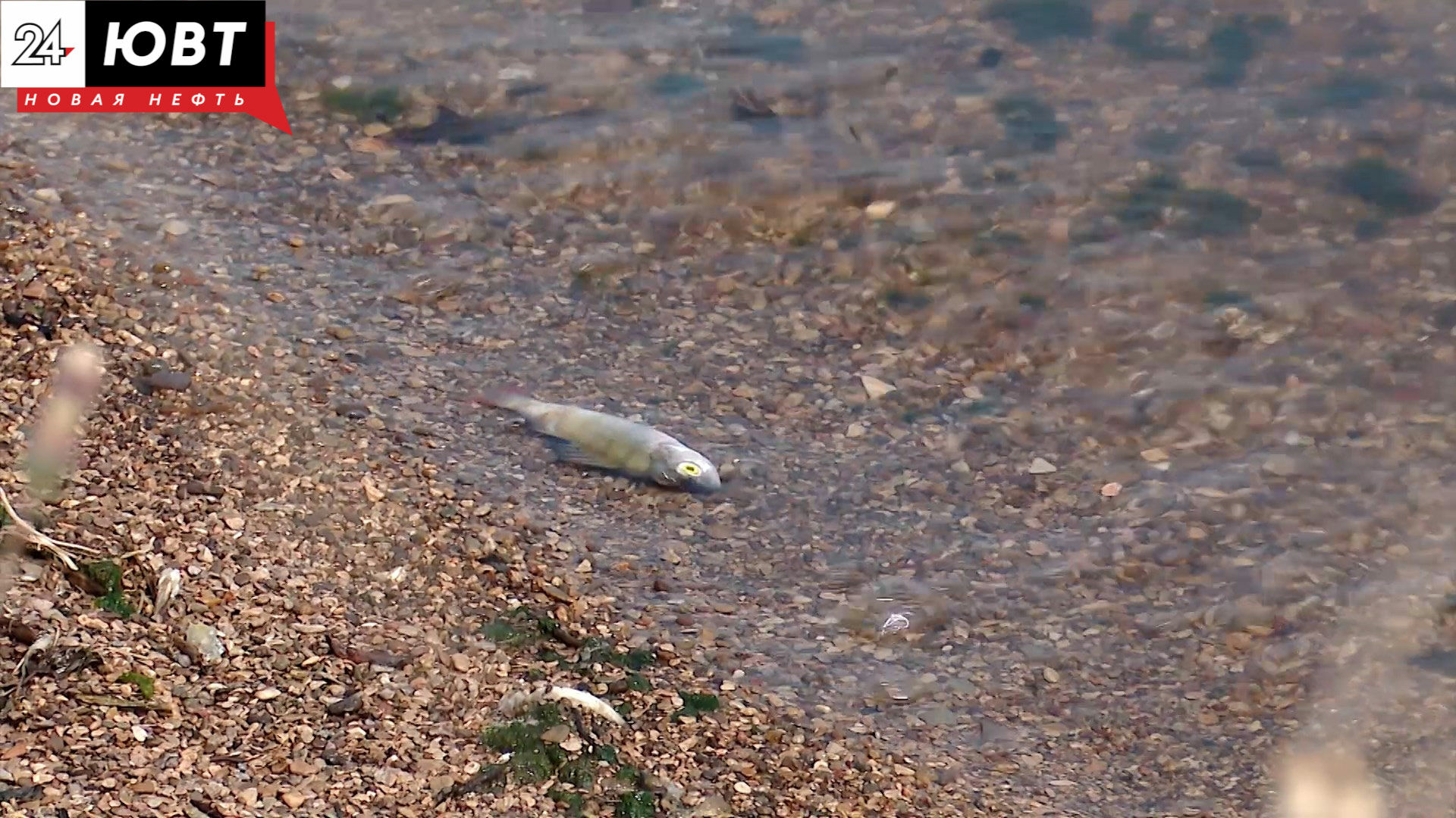 На берегу водохранилища в Альметьевске обнаружили мертвую рыбу