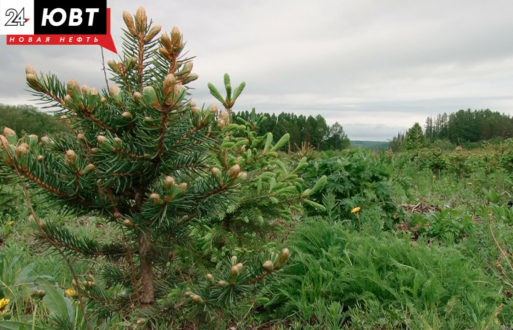 Благодаря нацпроекту «Экология» в Татарстане посадят леса на 1400 га