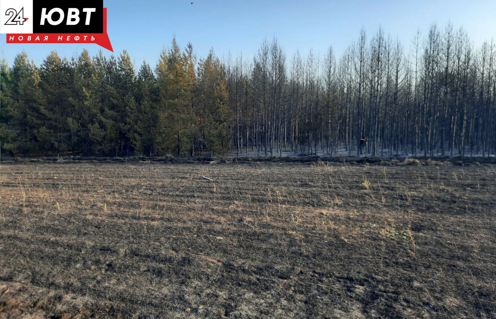 На пожаре в Альметьевском районе сгорели 15-летние сосны