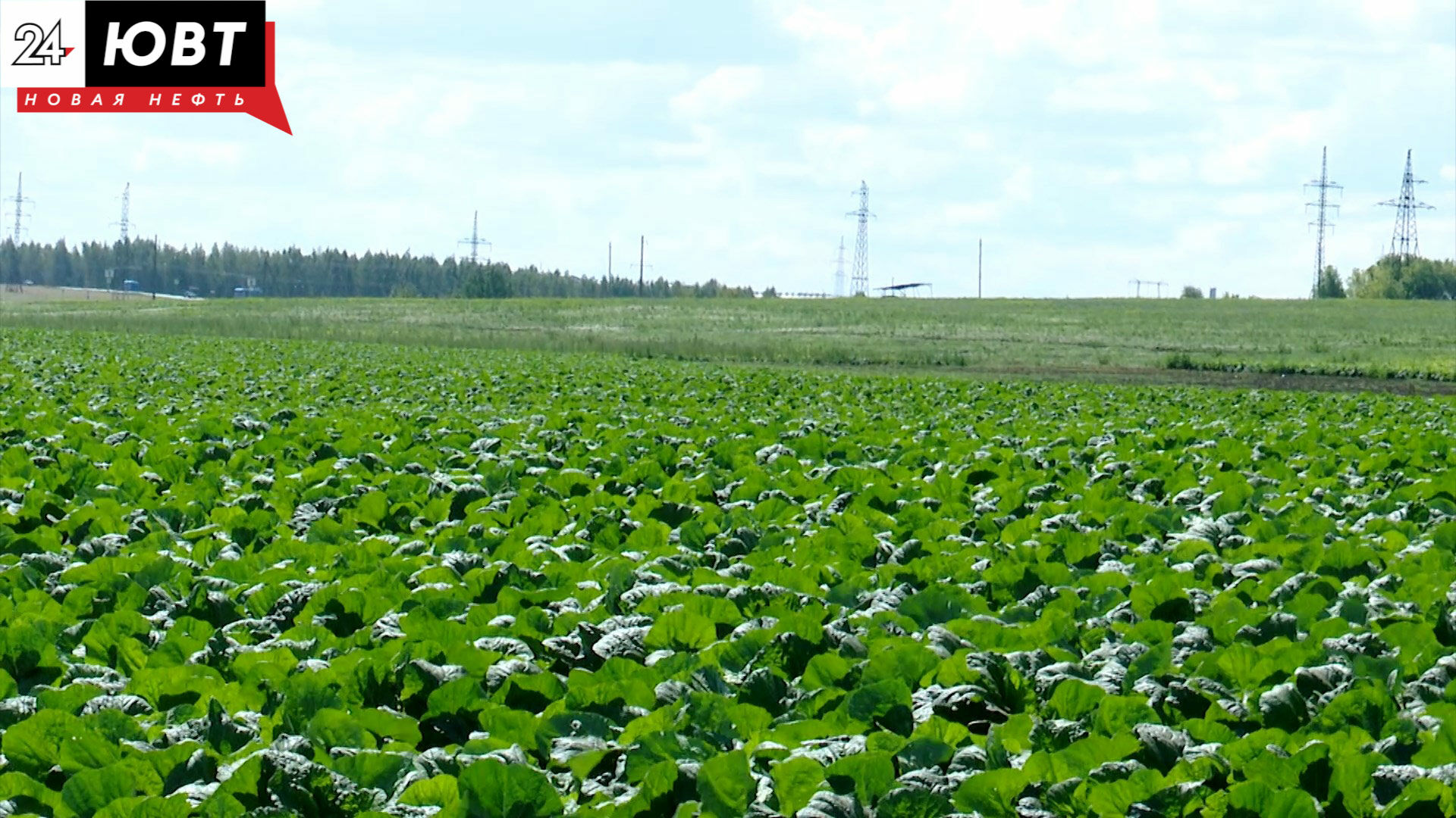 Альметьевские аграрии в 2021 году собрали на 20% больше капусты, чем в прошлом