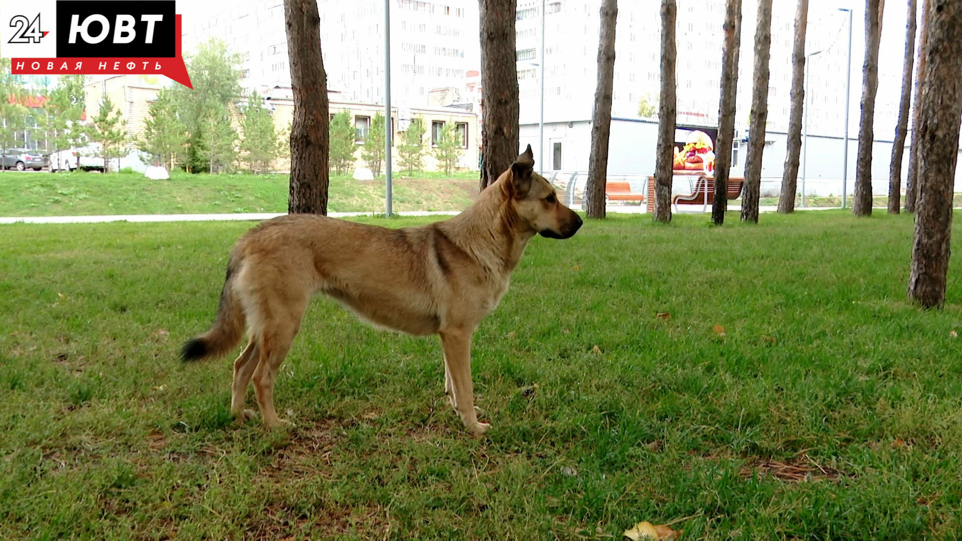 Альметьевцы написали в соцсетях, что собаки в парке Здоровье нападают на белок