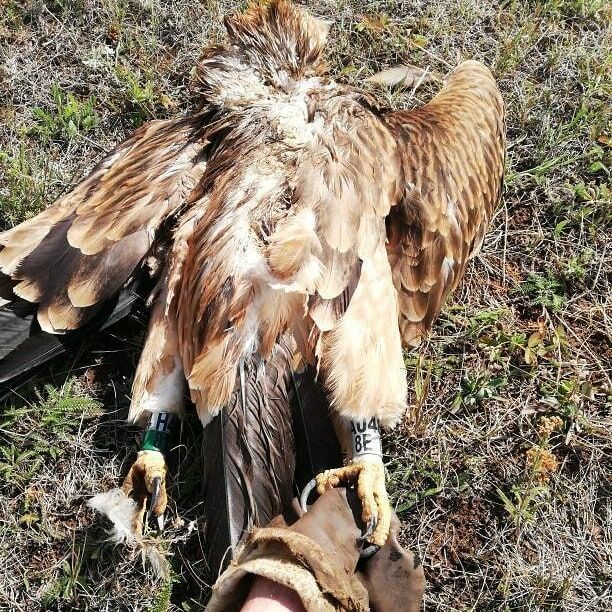 У пары солнечных орлов в Альметьевском районе умер птенец Айдар