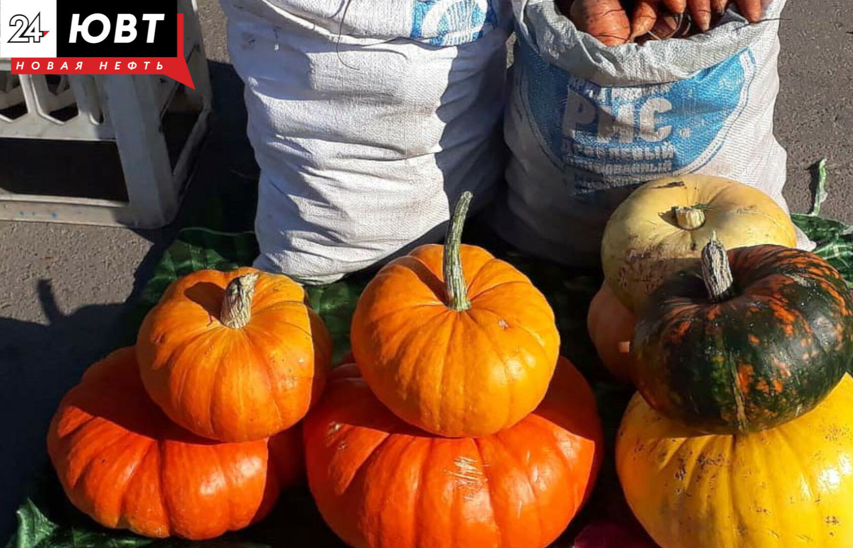 Тыкву, кабачок и ведро картошки смогут выиграть пенсионеры на осеннем празднике в Альметьевске
