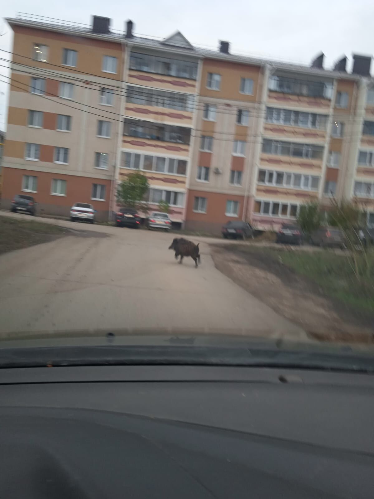 В Альметьевске заметили кабана