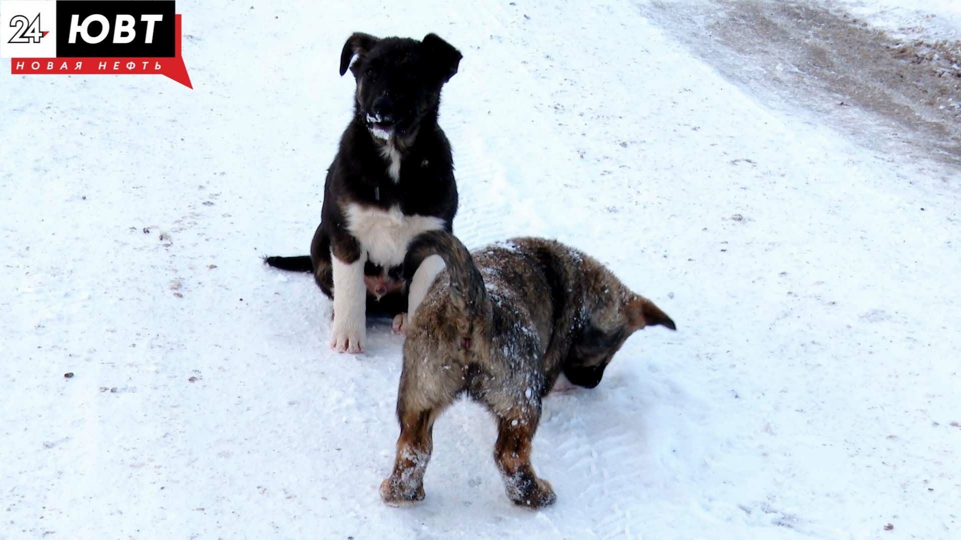 Жители Тихоновки спасли бездомную собаку и 10 ее щенков