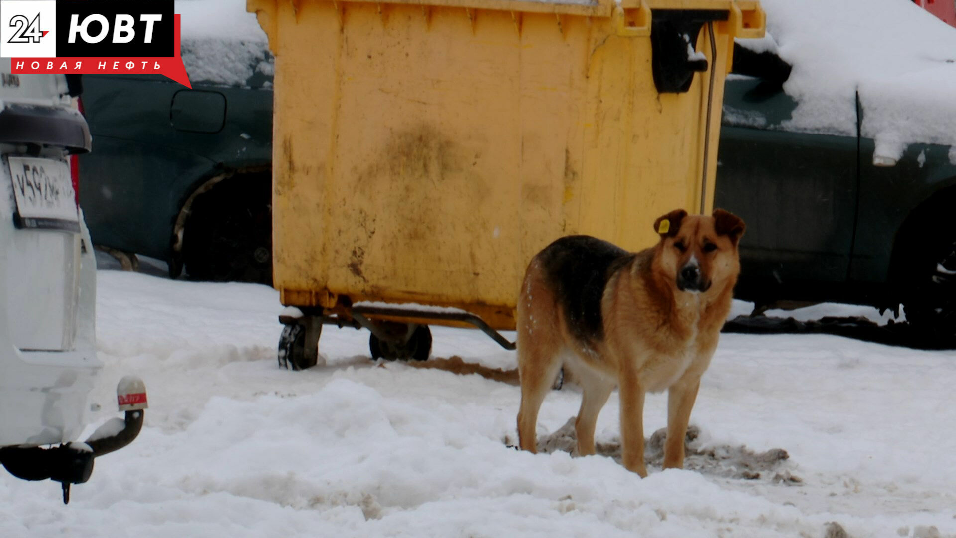 В Альметьевске отловили более 100 бездомных собак
