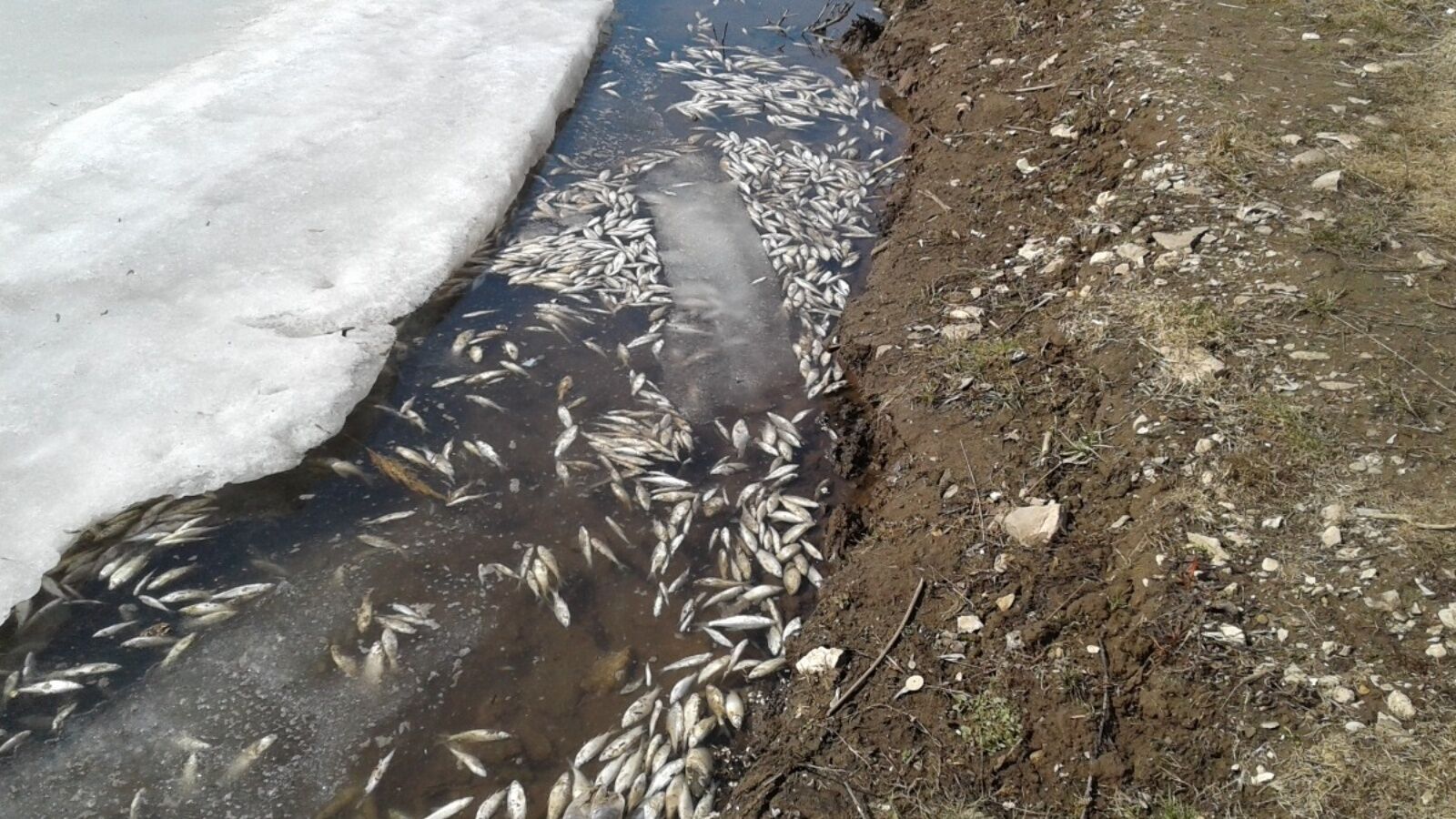 Экологи выясняют, в чем причина гибели рыбы в пруду в Лениногорском районе