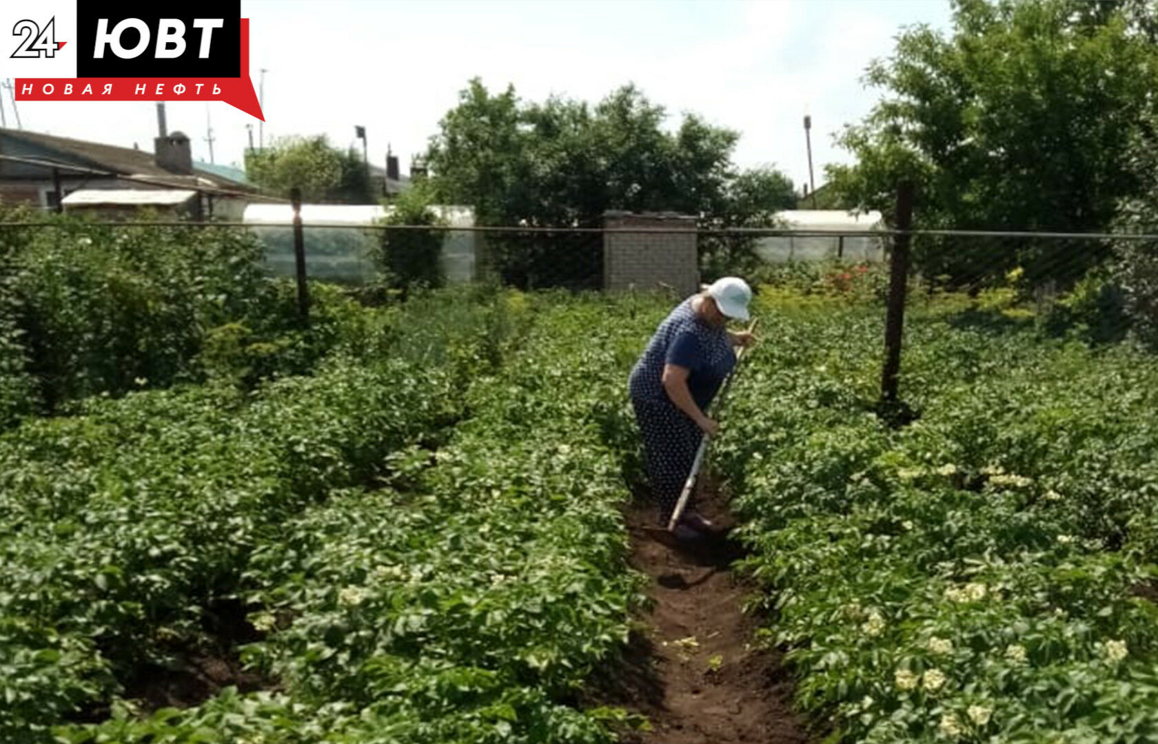 Россельхозцентр рассказал татарстанцам, что нужно делать в саду в мае