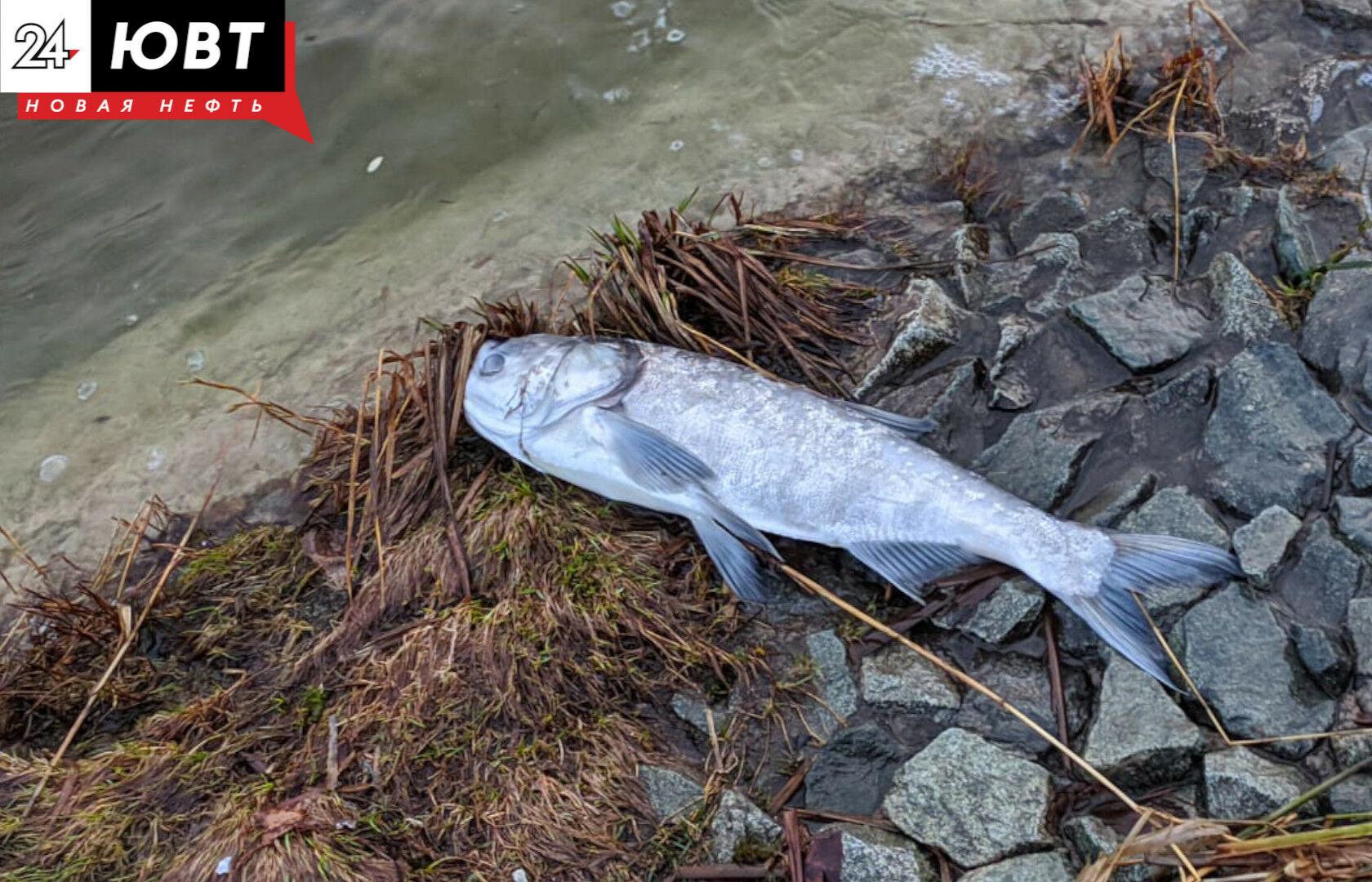 В Лениногорском районе недостаток кислорода в озере мог стать причиной массового мора рыбы