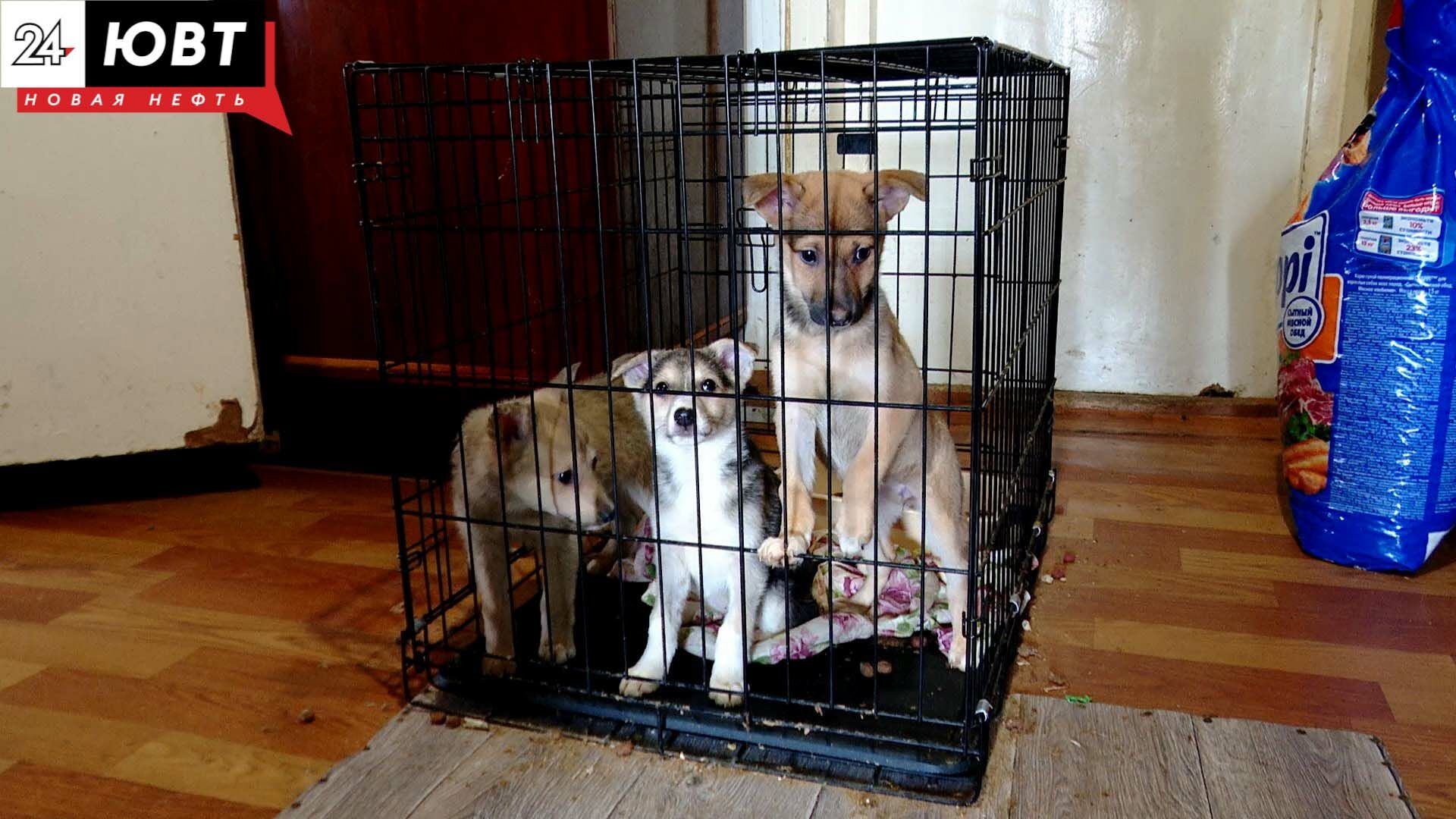 В Альметьевске волонтеры убрались в реабилитационном центре для животных «Кошкин дом»