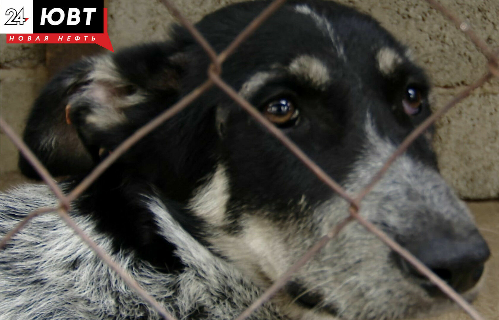Зоозащитница из Альметьевска: решение проблемы бездомных животных начинается со стерилизации домашних