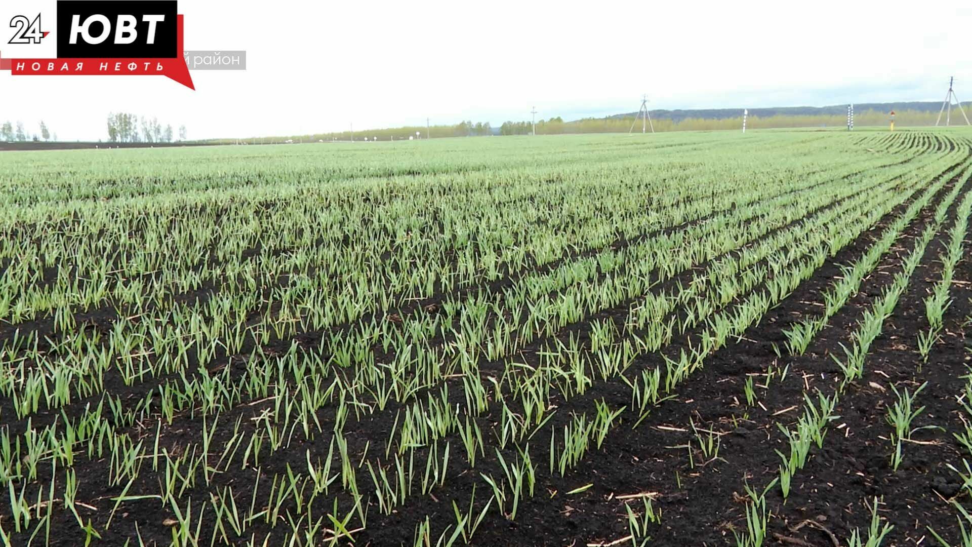 Яровой сев в Татарстане завершен на 49%