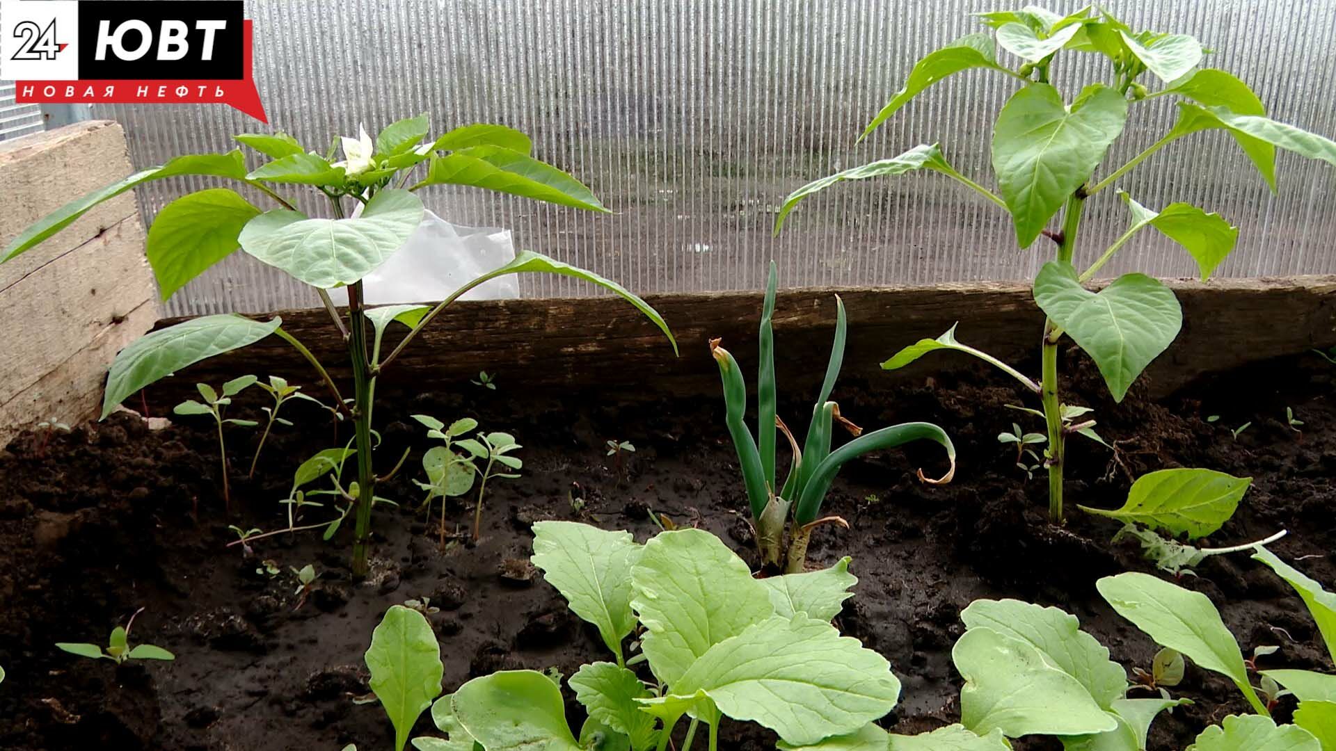 Огородница из Альметьевского района рассказала, как спасать растения в ненастную погоду